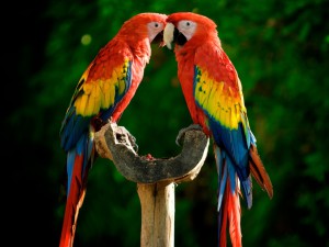 parrots-couple-colorful-feathers