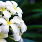 hawaii_flowers-flowers_desktop_picture_1920x1080
