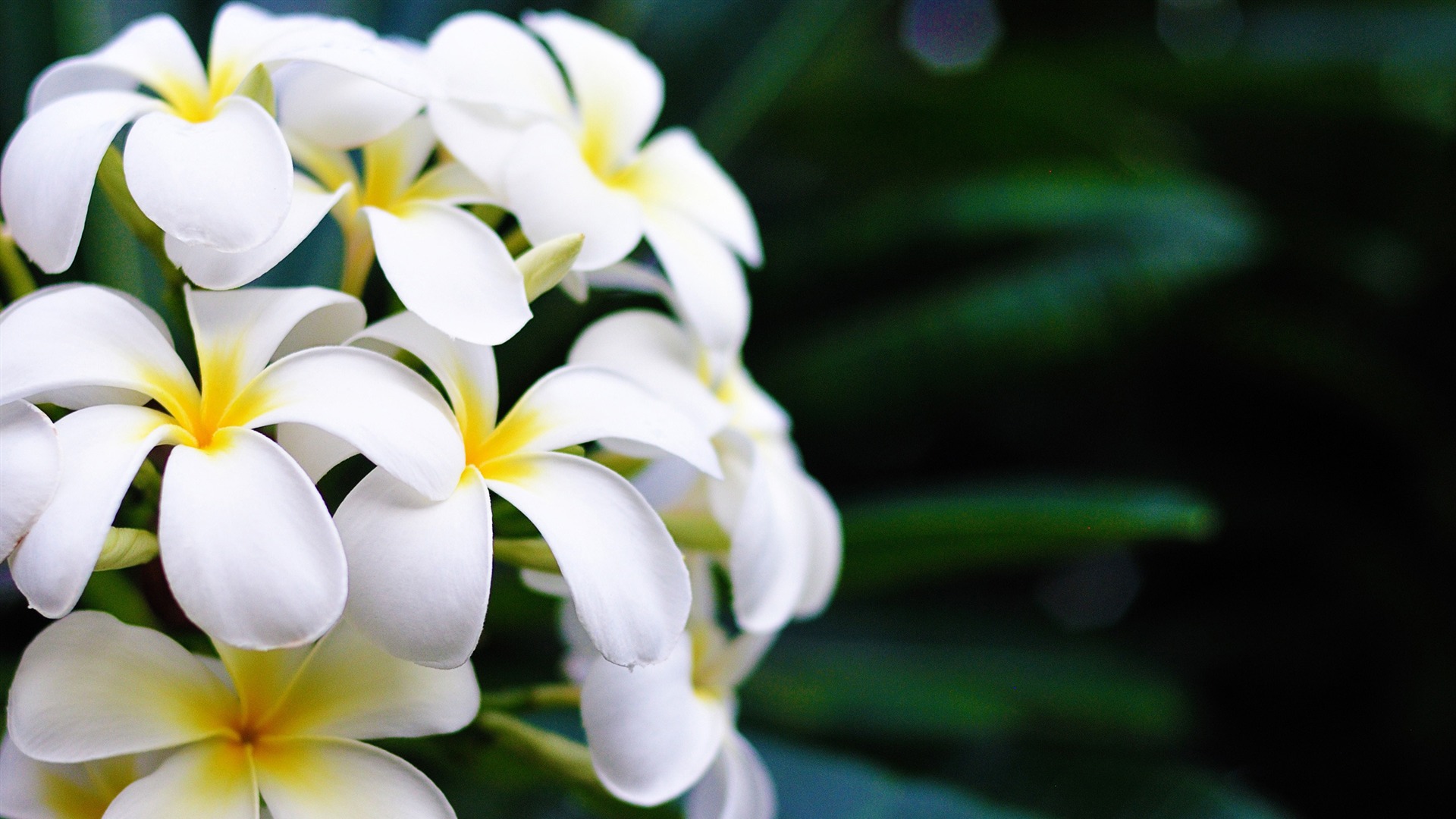 hawaii_flowers-flowers_desktop_picture_1920x1080