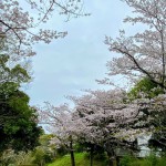 2025/4/8の桜