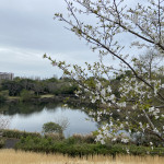 白いお花（名前不明）