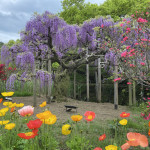 あしかがフラワーパークにも負けない創造の杜の花巡りでした