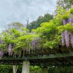 フジがあるのは知らなかった（バス停近くの砂場にて）