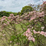 桜ではなくツツジのようです