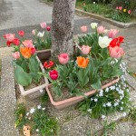 集会所前のチューリップ