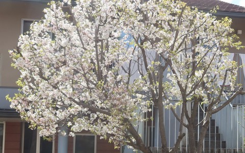 桜の新学期