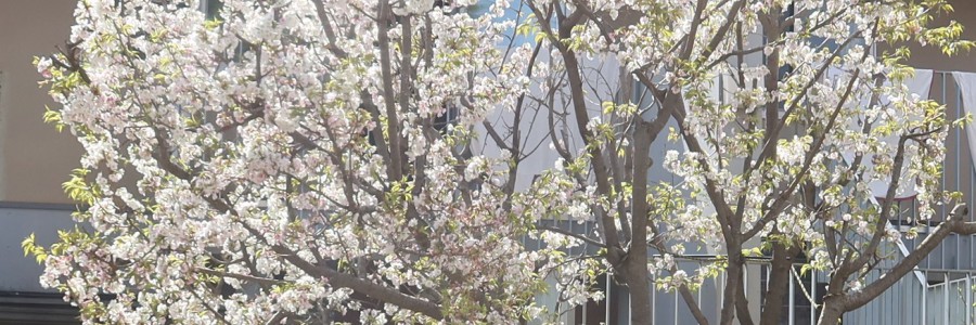 桜の新学期