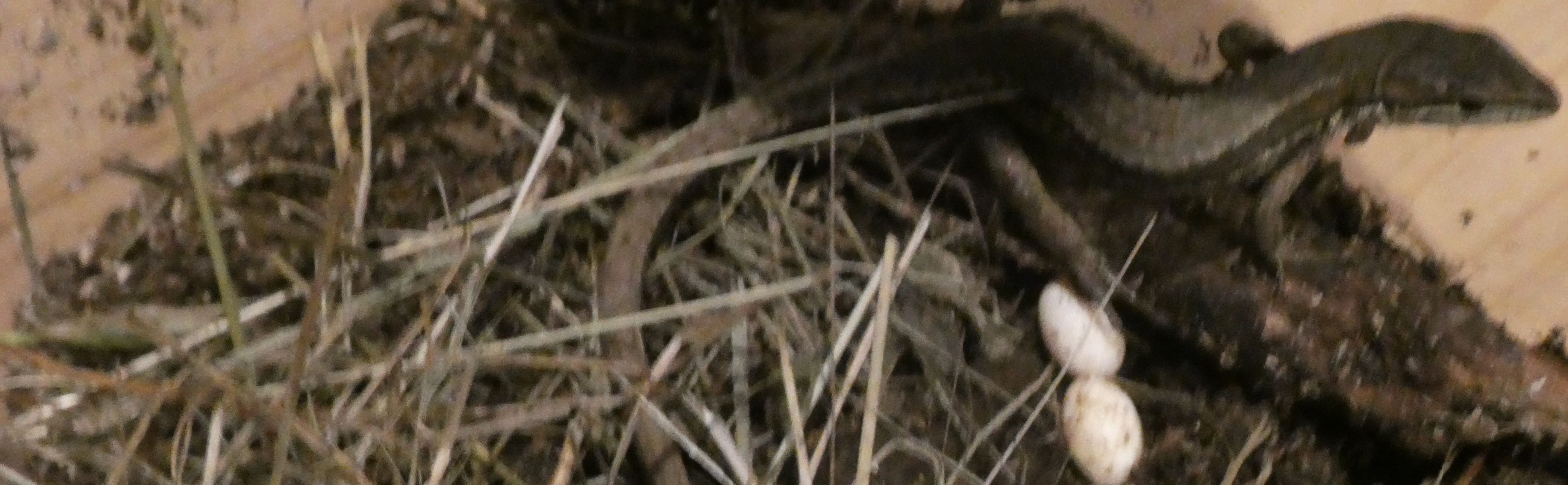 アイキャッチたまご