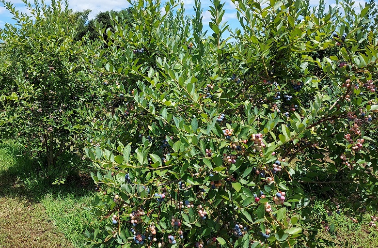 ブルーべりー畑