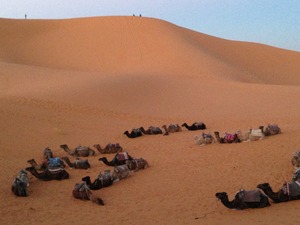 サハラ砂漠ラクダ２