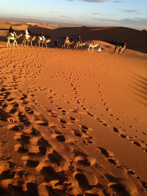 サハラ砂漠ラクダ