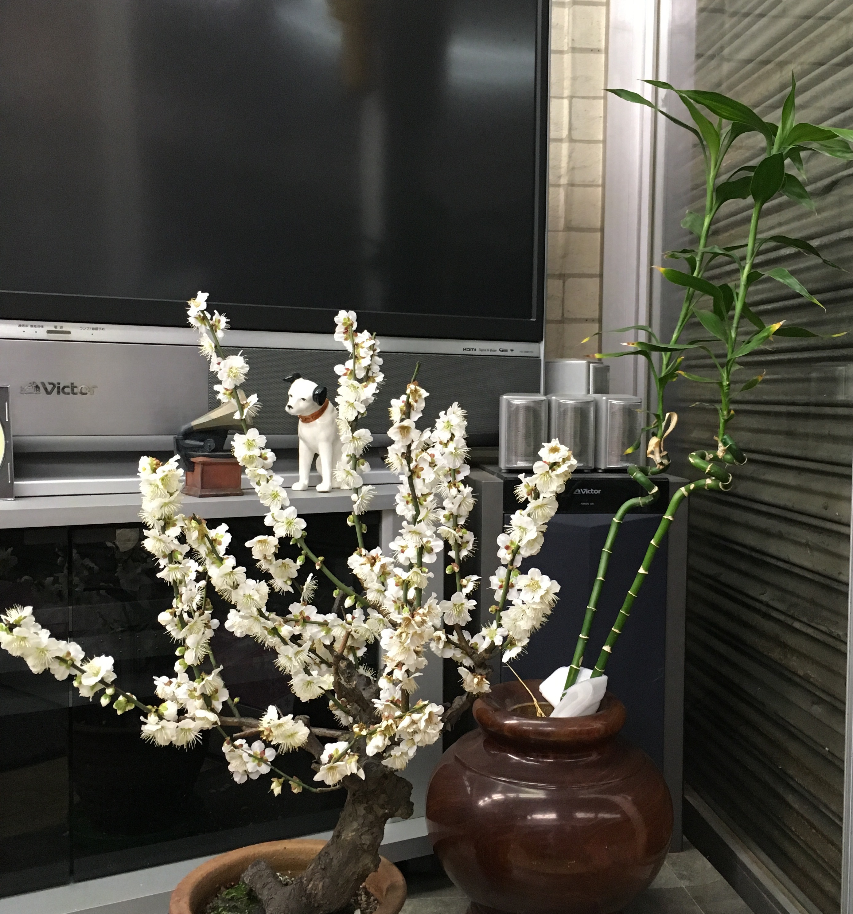 鉢植えの梅が満開になりました 電気屋さんのひとりごと