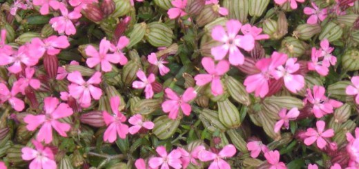 フクロナデシコの花
