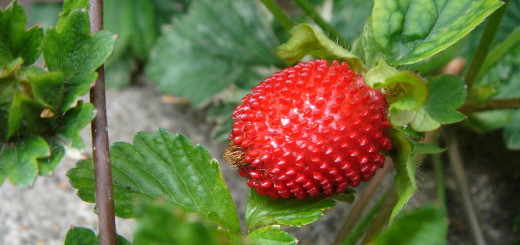 へびいちご実