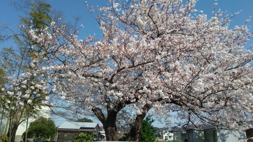 やまびこ桜4月